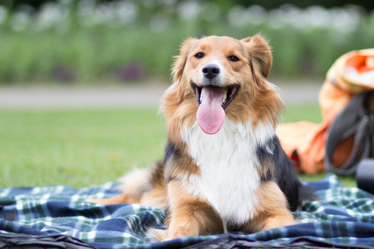 Australian Sehpherd Mix Hund auf einer Decke im Park