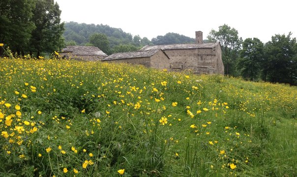 Prato Fiorito alla Certosa di Montebenedetto