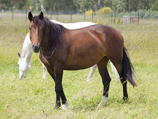 Fototapeta premium horse