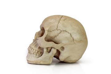 Human Skull Replica - Side View