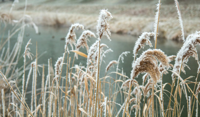 frozen reeds in water in the winter wind.