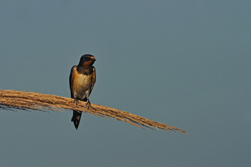 Barn Swallow (Hirundo rustica), Greece