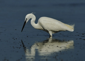 Little Egret (Egretta garzetta), Crete