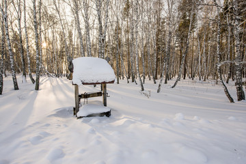 Winter evening in the birch forest.