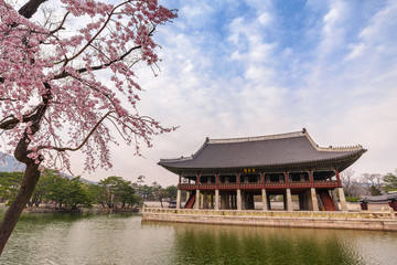 Fototapeta premium Wiosenny kwiat wiśni lub kwiat sakury w pałacu Gyeongbokgung, Seul, Korea Południowa
