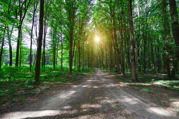 beautiful green forest