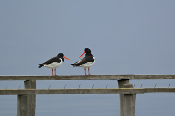 Eurasian Oystercatcher (Haematopus ostralegus), Greece