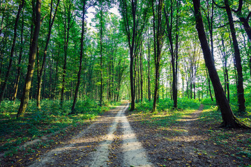 Obraz premium beautiful green forest