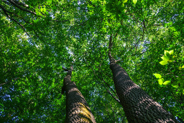 forest trees nature green wood sunlight backgrounds