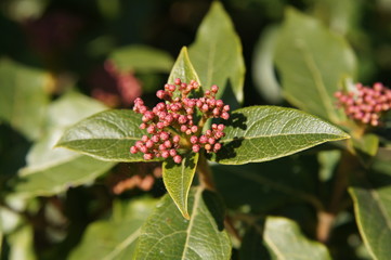 arbuste en bourgeons