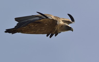 Griffon Vulture (Gyps fulvus), Greece