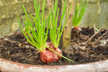 growing red shallot bulbs into a pot at home, sprouting green shallot, starting new life, concept idea.