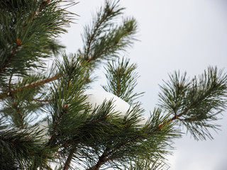 Snow on pine branches