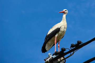Stork standing on a power pole