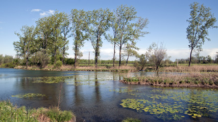 Obraz premium Italian countryside marsh, Po Valley, Italy