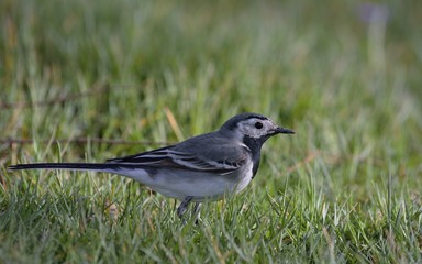 White Wagtail (Motacilla alba), Greece