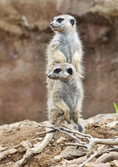 Two meerkats