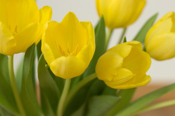 Bunch of yellow tulips on a white background.