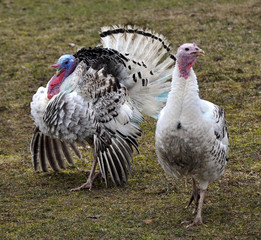 A pair of adult turkeys predominantly white plumage on grassy ground