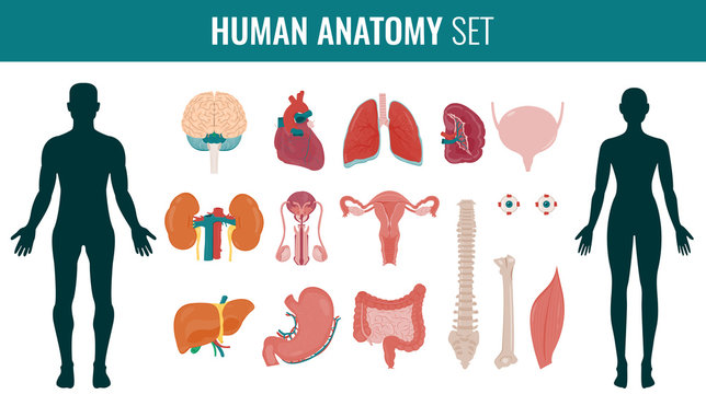 Human internal organ anatomy set. Vector