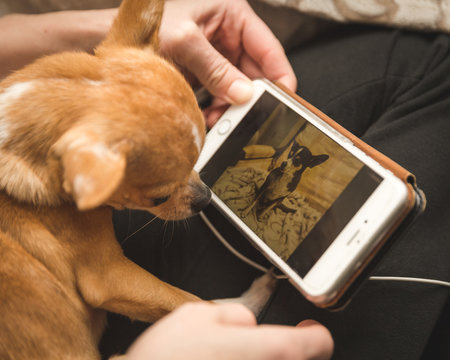Chihuahua looking at photo on cell phone