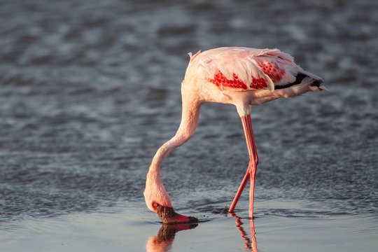 Fototapeta Lesser flamingo (Phoeniconaias minor), Walvis bay, Namibia