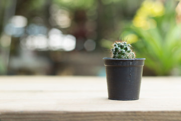 Close up cactus in pot blurred background