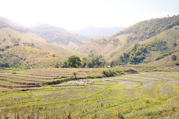 Fototapeta na wymiar In the highlands rice fields views.