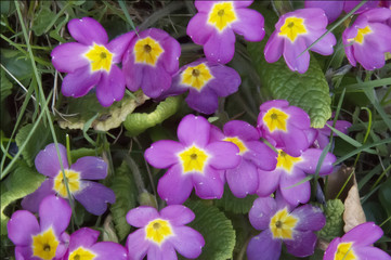 Beautiful violet spring wild flowers