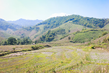 Naklejka premium In the highlands rice fields views.