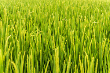 Paddy field close up