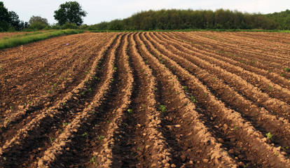Crests land was planted to potatoes to save heat and moisture