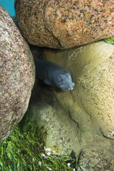 Mastacembelus looks out of his hiding place of large stones. Aquarium.