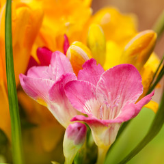 Fototapeta na wymiar The background of the beautiful flowers of freesia