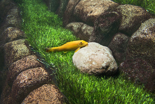 Gyrinocheilus aymonieri. Fish mouth stuck to the stone on a background of green grass. Aquarium.