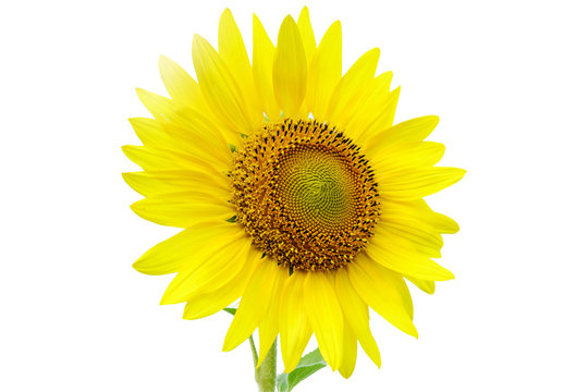 Sunflowers isolated  White background