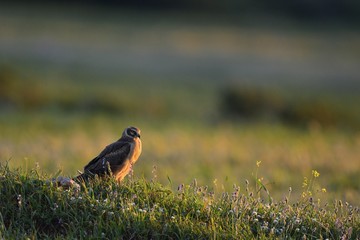 Pallid Harrier (Circus macrourus), Crete