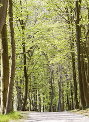 Alley of beech trees with bright green leaf in the spring time