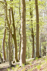 Beech forest with bright green leaf in the spring time