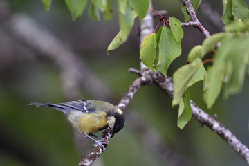 Great Tit (Parus major), Greece