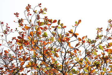 Terminalia catappa leaves autumn season on white background., bengal almond, Indian almond.