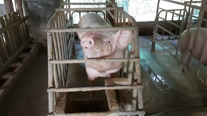 Caged Pigs in Thai farm, Animal Abuse