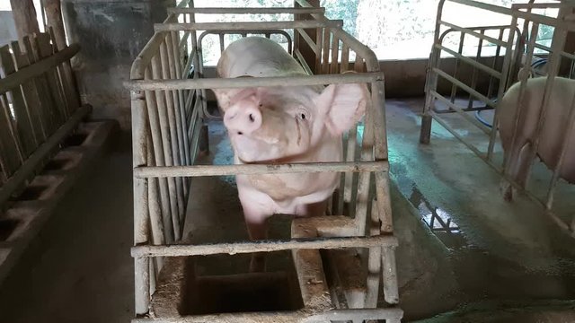 Caged Pigs in Thai farm, Animal Abuse