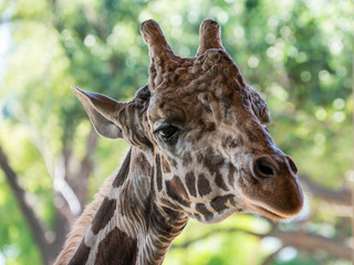 Giraffe Head Portrait