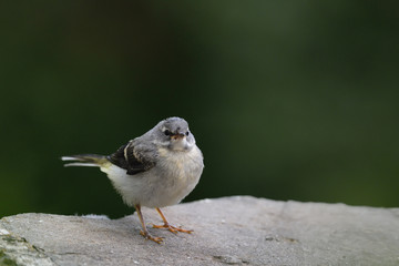 Grey Wagtail (Motacilla cinerea), Greece