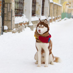 Siberian Husky puppy dog wearing red, yellow, brown scarf sitting on snow.