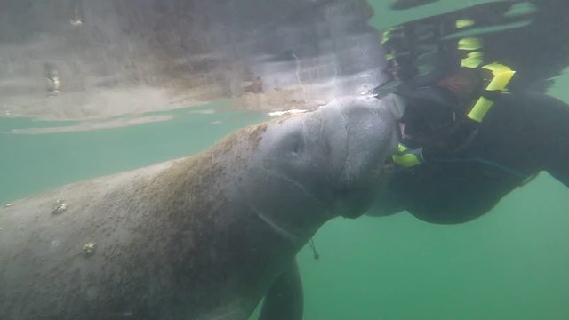 manatee underwater Florida