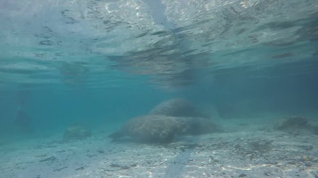manatee underwater Florida