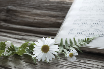 Altes Notenblatt mit Margerite (Leucanthemum), Gänseblümchen (Bellis perennis) und Farn auf...