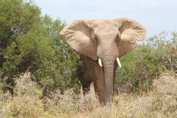 Fototapeta na wymiar Huge elephant is approaching in South Africa